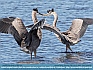 Heron Tango, Smyrna, DE USA © 2016  Dee Langevin