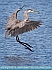 Great Blue Heron Landing, Smyrna, DE  © 2016  Dee Langevin