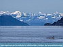 Photo:  Crusiing Killer Whale, Glacier Bay , AK, USA © 2015 Dee Langevin 