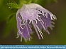 Fringed Purple Phacelia,  Great Smoky Mountains, TN  USA © 2016  Dee Langevin