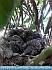 Baby Blackbirds waiting for Supper   © 2016  G. Ni Muiri
