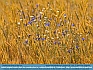Photo:  Wheat and Wildflowers, Smyrna DE, USA  © 2016 Dee Langevin