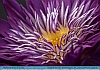 Photo:    Purple Water Lilly , Kennett Square, PA , USA  © 2016 Dee Langevin