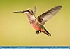 Female Ruby Throated Hummingbird, Townsend, DE, USA © 2018 Dee Langevin