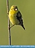 Female Goldfinch,    Smyrna, DE USA © 2016 Dee Langevin
